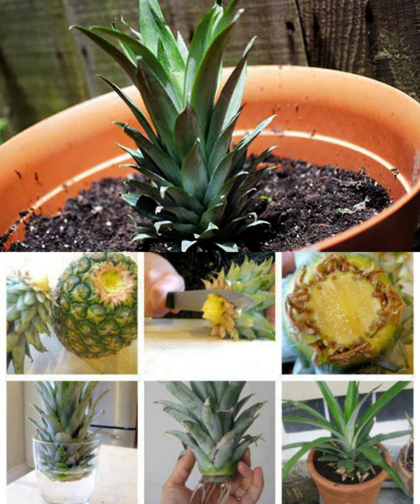 Coltivare Ananas In Vaso A Casa Procedura Passo Passo Ricette Consigli