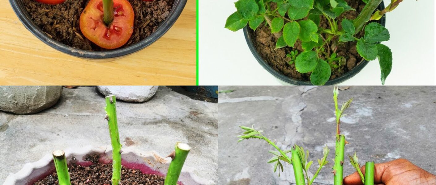 Pianta Una Rosa In Una Fetta Di Pomodoro E Aspetta Qualche Minuto